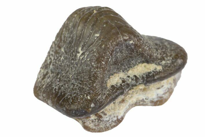 Fossil Crusher Shark (Ptychodus) Tooth - Kansas #152325